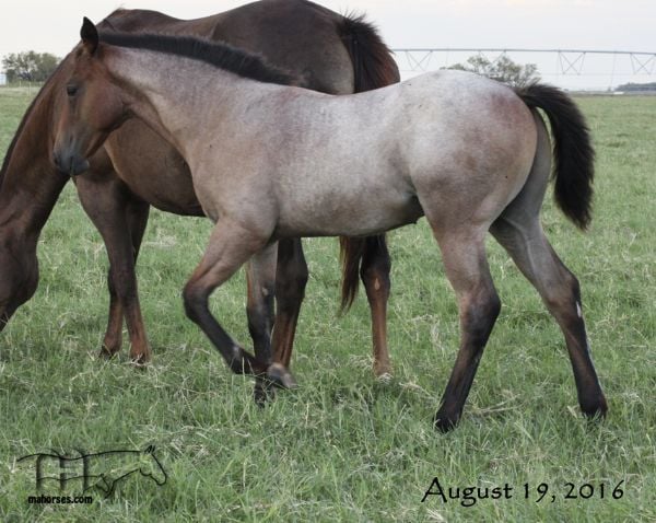 Miss Limited H's 2016 Colt